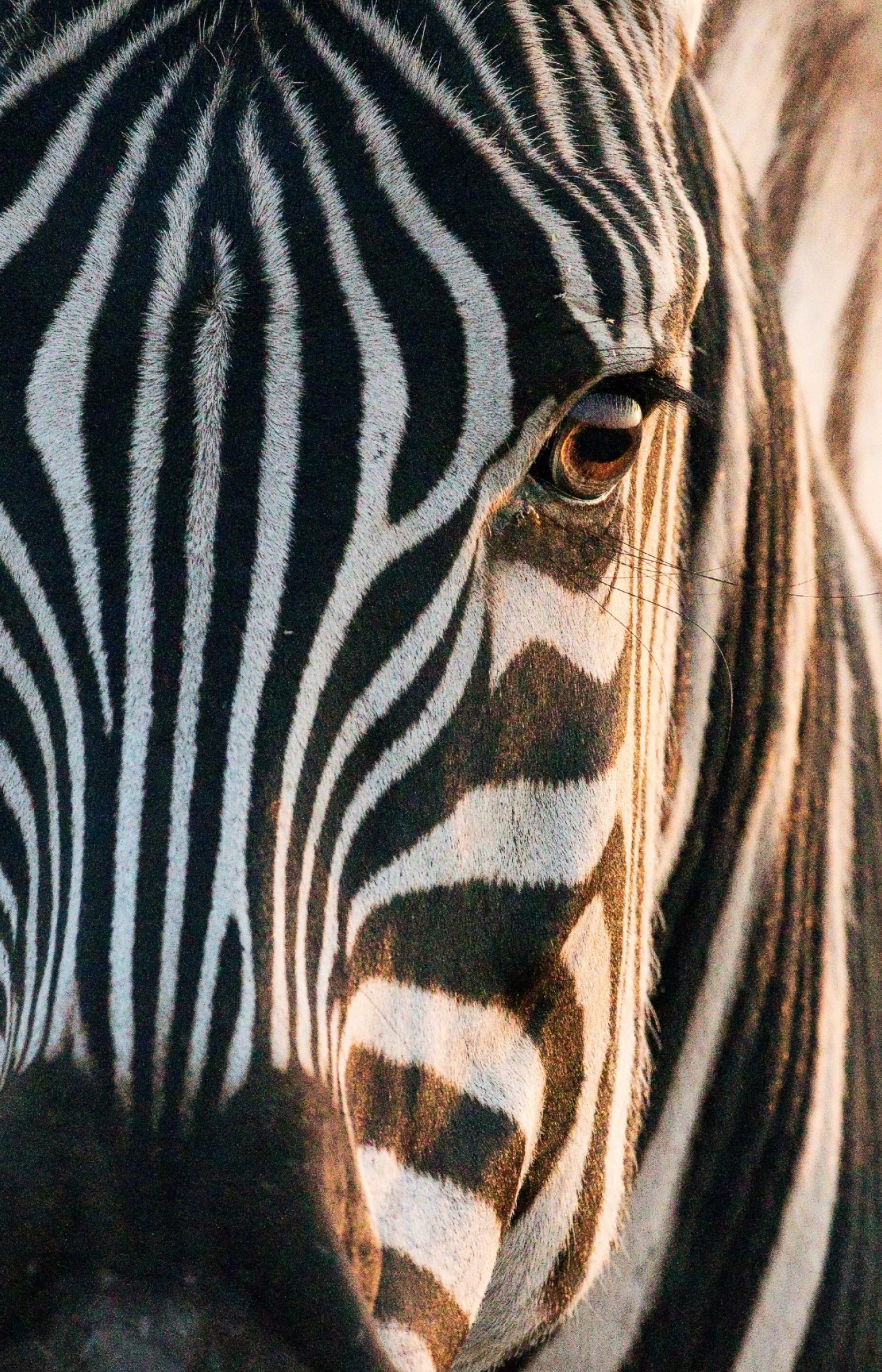 Portrait picture of a zebra