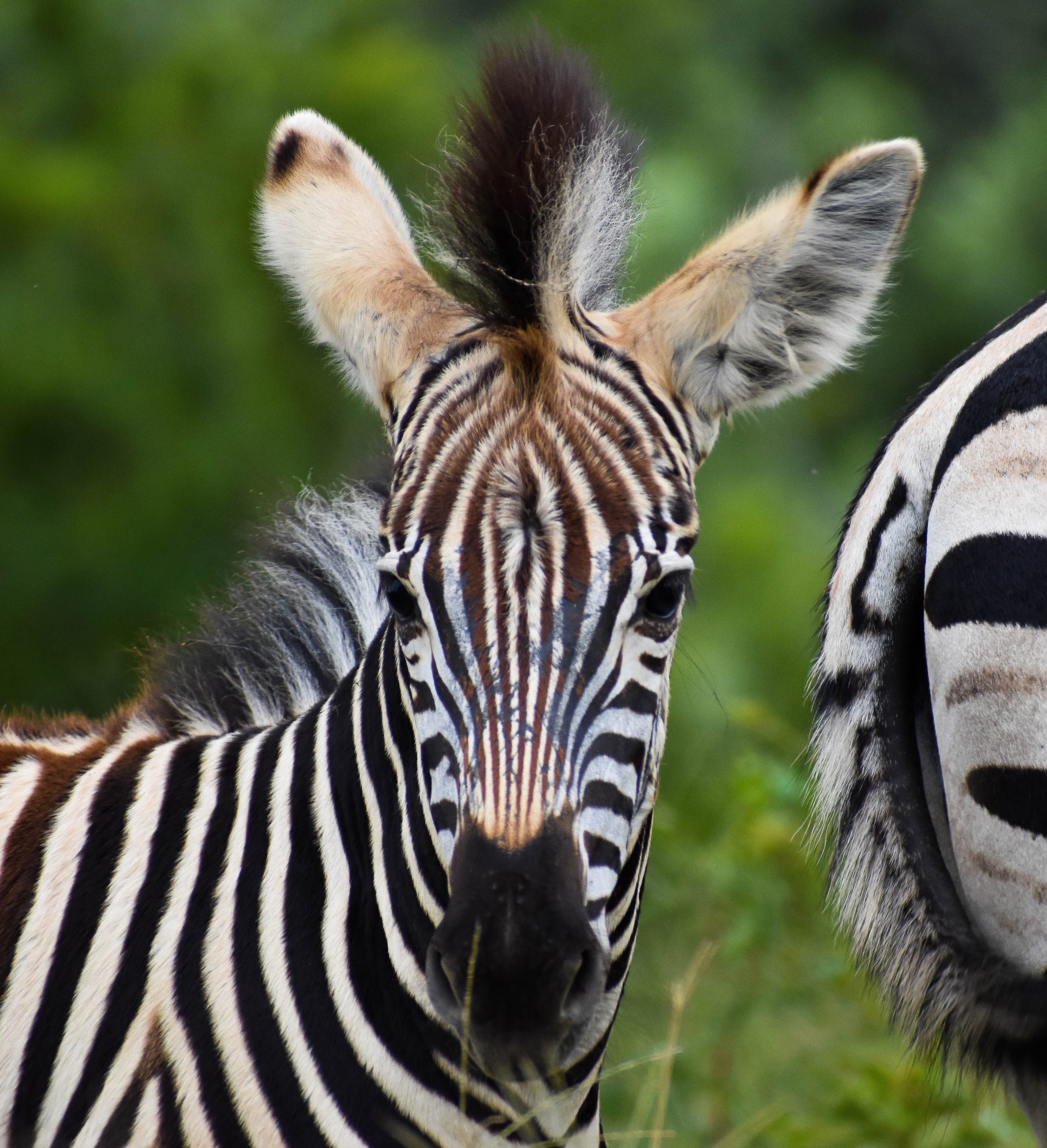 Up close picture of a zebra